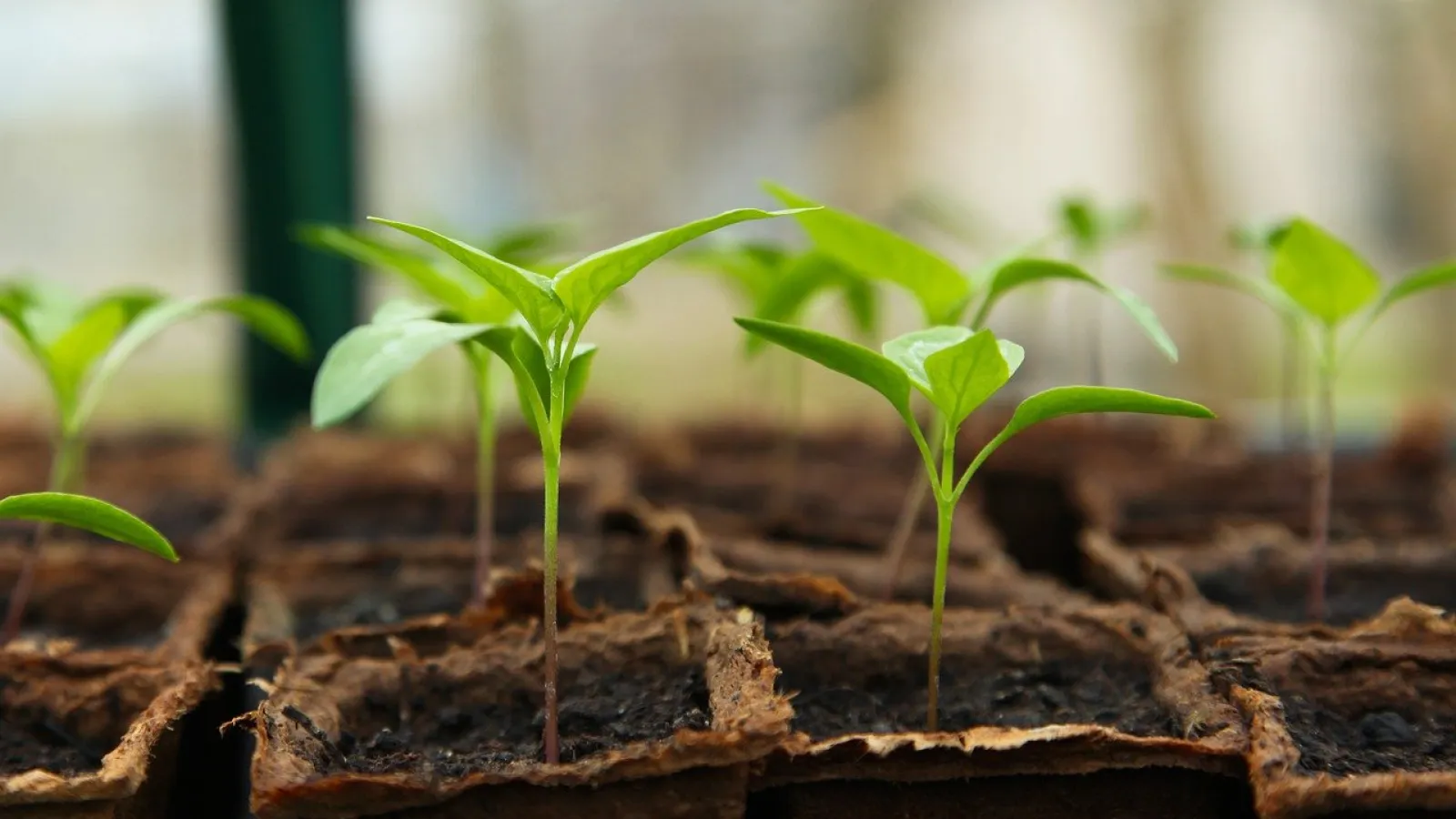 seedlings growing 